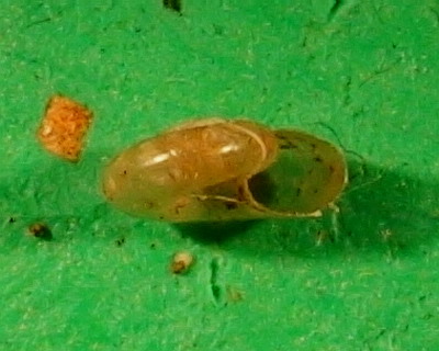 Aegopinella pura (Alder, 1830)